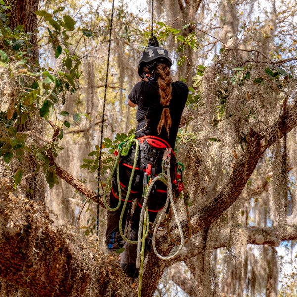 TREEMOTION PRO arnés personalizable de arboricultura Teufelberger